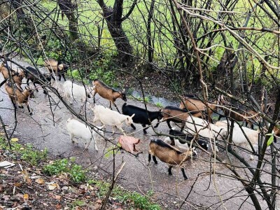 Kako su Alisa i Ramiz na maloj farmi kod Živinica napravili sir ekstra klase: Zlatna medalja!