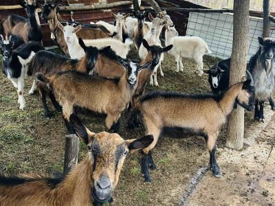 Kako su Alisa i Ramiz na maloj farmi kod Živinica napravili sir ekstra klase: Zlatna medalja!