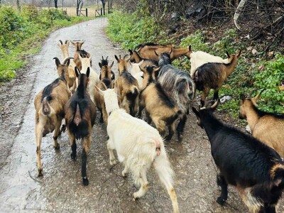 Kako su Alisa i Ramiz na maloj farmi kod Živinica napravili sir ekstra klase: Zlatna medalja!