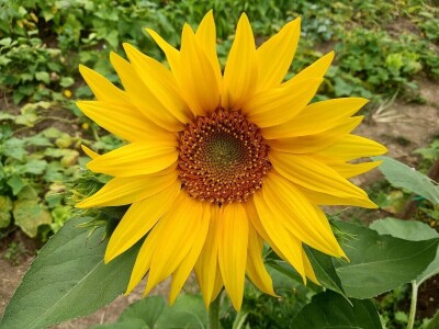 Kako su građani od zapuštenog gradskog zemljišta napravili baštu prepunu povrća uzgojenog na bio način