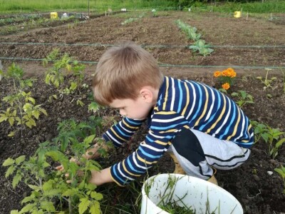 Kako su građani od zapuštenog gradskog zemljišta napravili baštu prepunu povrća uzgojenog na bio način