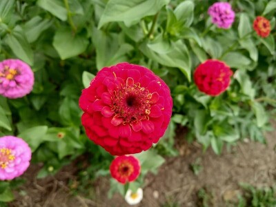 Kako su građani od zapuštenog gradskog zemljišta napravili baštu prepunu povrća uzgojenog na bio način