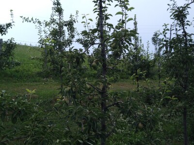 Ljetnja rezidba krušaka Ljetnja rezidba krušaka