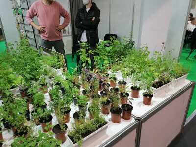 Kako započeti i zaljubiti se u baštovanstvo?