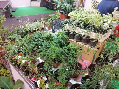 Kako započeti i zaljubiti se u baštovanstvo?