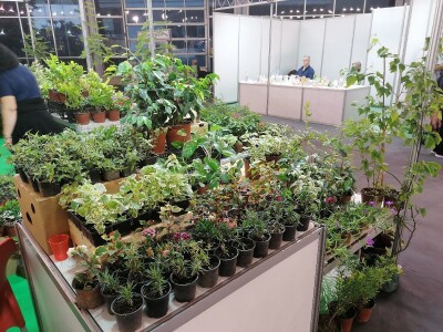 Kako započeti i zaljubiti se u baštovanstvo?