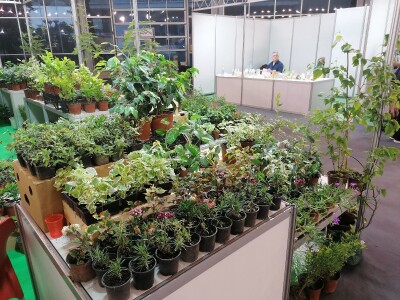 Kako započeti i zaljubiti se u baštovanstvo?