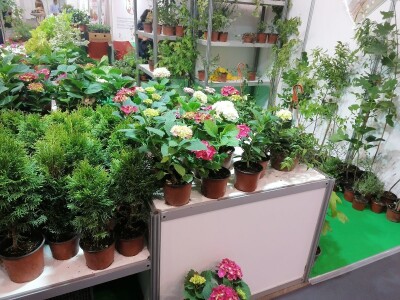 Kako započeti i zaljubiti se u baštovanstvo?