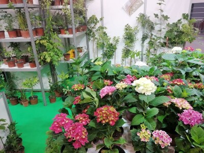 Kako započeti i zaljubiti se u baštovanstvo?