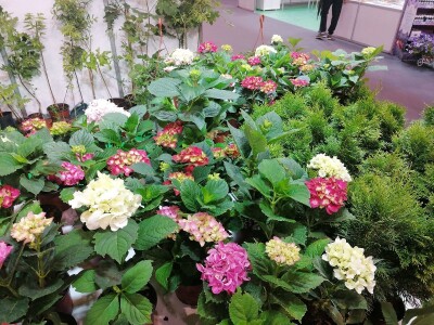 Kako započeti i zaljubiti se u baštovanstvo?