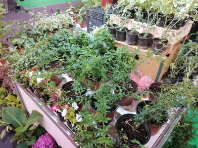 Kako započeti i zaljubiti se u baštovanstvo?