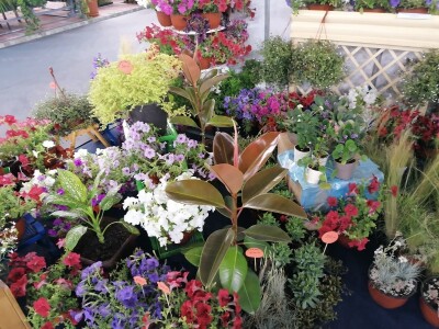 Kako započeti i zaljubiti se u baštovanstvo?