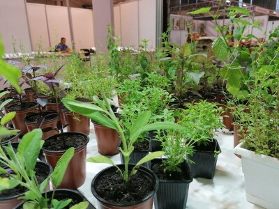 Kako započeti i zaljubiti se u baštovanstvo?