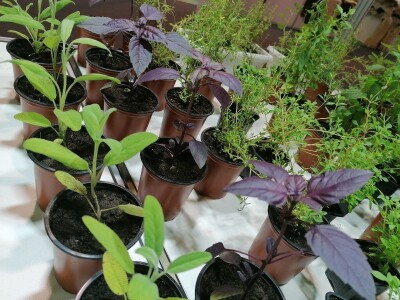 Kako započeti i zaljubiti se u baštovanstvo?