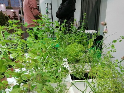 Kako započeti i zaljubiti se u baštovanstvo?