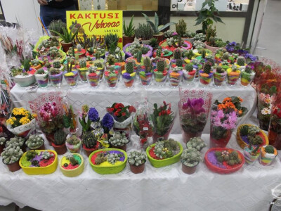 Iz ljubavi prema kaktusima razvila vlastiti posao