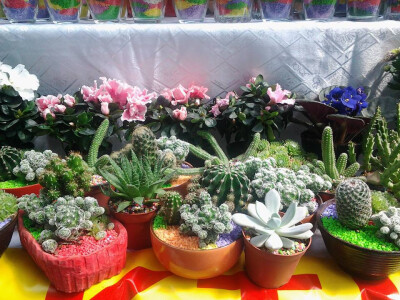 Iz ljubavi prema kaktusima razvila vlastiti posao