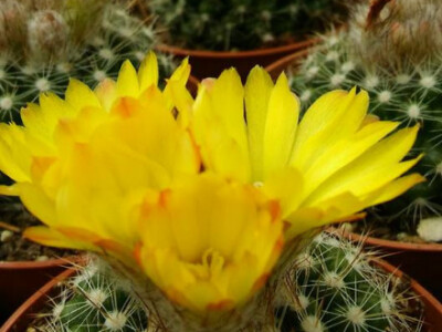 Moć žute boje ne može ostati neprimjetna Moć žute boje ne može ostati neprimjetna