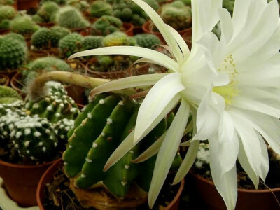 Veliki cvijet, velika atrakcija Veliki cvijet, velika atrakcija