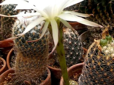 Bijeli cvijet savršeno će se uklopiti u vaš dom Bijeli cvijet savršeno će se uklopiti u vaš dom