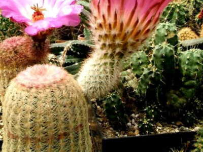 Posebni kaktus traži posebno mjesto Posebni kaktus traži posebno mjesto