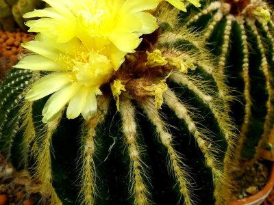 Veliki kaktusi za veće prostorije Veliki kaktusi za veće prostorije