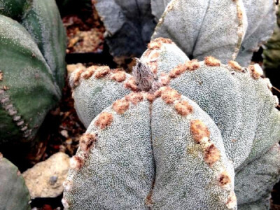 Specifičnost kaktusa je itekako značajna Specifičnost kaktusa je itekako značajna