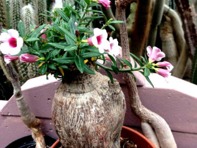 Totalno drukčiji od drugih Totalno drukčiji od drugih