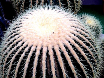 Otmjen i veoma prilagodljiv Otmjen i veoma prilagodljiv