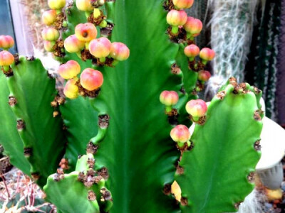 Ovakav kaktus unijet će veselje u vaš dom Ovakav kaktus unijet će veselje u vaš dom