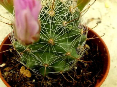 Kaktusi su idealan poklon Kaktusi su idealan poklon