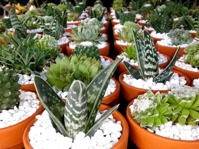 Kaktusi u kombinaciji s kamenčićima Kaktusi u kombinaciji s kamenčićima