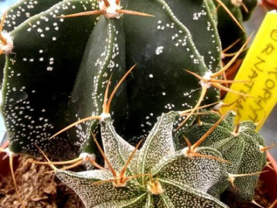 Stvoren za istraživanje Stvoren za istraživanje