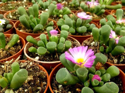 Ponekad nije dovoljno kupiti samo jednu biljku Ponekad nije dovoljno kupiti samo jednu biljku