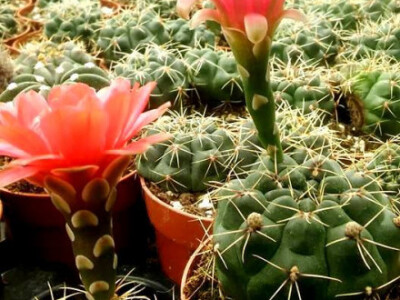 Atraktivan i poseban kaktus Atraktivan i poseban kaktus