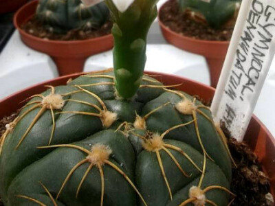 Nezamjenjivi bijeli cvijet Nezamjenjivi bijeli cvijet