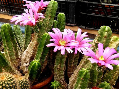 Za romantične duše Za romantične duše