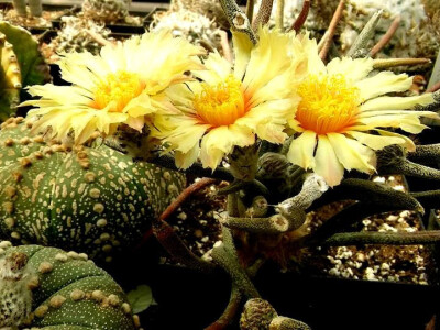 Tri žuta cvijeta - tri izazova Tri žuta cvijeta - tri izazova