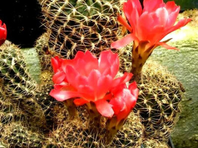 Kaktus koji traži pozornost Kaktus koji traži pozornost