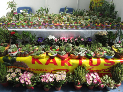 Iz ljubavi prema kaktusima razvila vlastiti posao