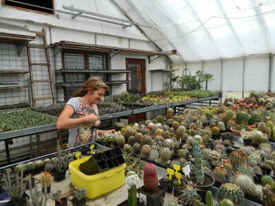 Kaktusi-vanplanetarne biljke