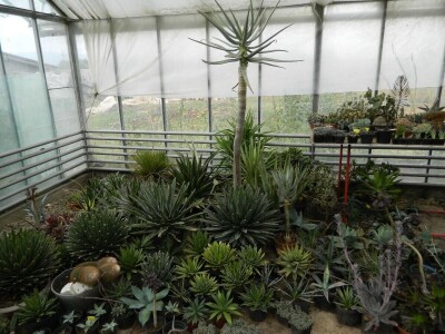 Kaktusi-vanplanetarne biljke