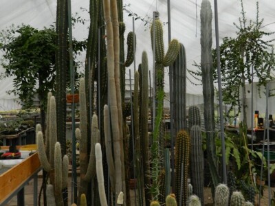 Kaktusi-vanplanetarne biljke