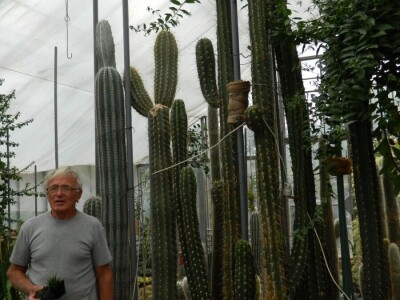 Kaktusi-vanplanetarne biljke