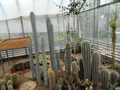 Kaktusi-vanplanetarne biljke