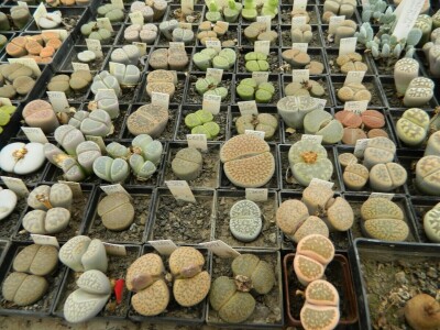 Kaktusi-vanplanetarne biljke