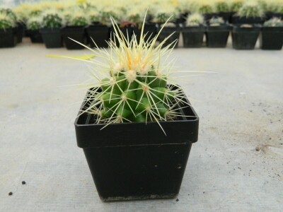 Kaktusi-vanplanetarne biljke