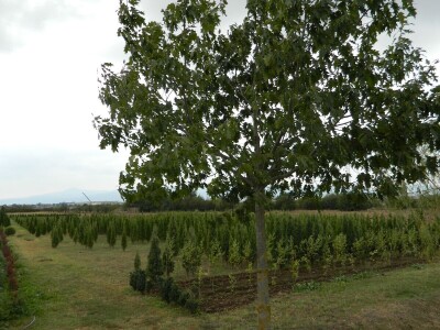 Kaktusi-vanplanetarne biljke