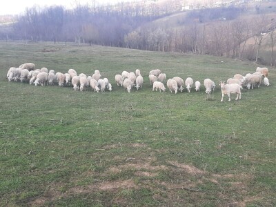 Kakvo će vreme biti ove godine?