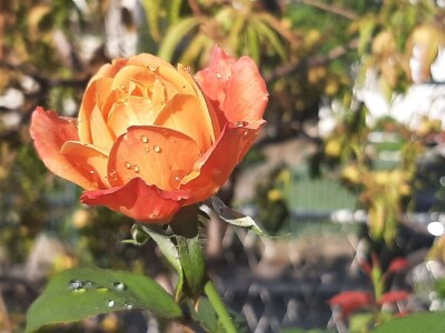 Kakvo će vreme biti ove godine?